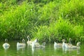 Hatch of young white geese swimming on the water Royalty Free Stock Photo
