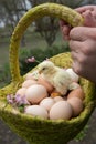 hatched chick sits in a basket with many freshly picked chicken eggs Royalty Free Stock Photo