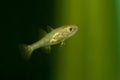 Hatched chinese sleeper fish, Perccottus glenii Royalty Free Stock Photo