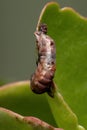 hatched cocoon of a Armyworm Moth