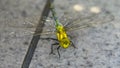 Hatched dragonfly closeup. Yellow and green dragonfly with transparent wings