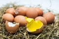 Hatched egg with baby paper chick