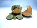 Hatched egg with coins showing investment and return on investment