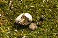 A hatched egg of a kingâs penguin Royalty Free Stock Photo