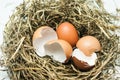 Hatched egg Royalty Free Stock Photo