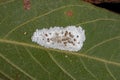 Hatched eggs of Typical Treehoppers