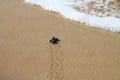 Hatched sea turtle leaving footprints in the wet sand on it`s way into the sea