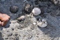 Hatched turtle eggs by human hand