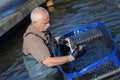 Hatchery worker netting kokanee salmon
