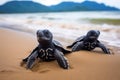 hatching baby leatherback sea turtles