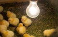 The Hatching Chick in a farm, Keeping chicks warm by poultry heat lamp. Royalty Free Stock Photo