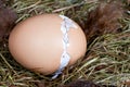 Hatching chick in nest Royalty Free Stock Photo