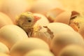 Hatching chicken Royalty Free Stock Photo