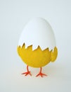 Hatching chicken Royalty Free Stock Photo