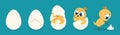 Hatching chicken. Cartoon baby chick birthday step-by-step process, cute flat poultry character. Vector illustration for