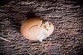 Hatching egg Royalty Free Stock Photo