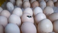 Hatching egg, chicken farm, agricultural, farming industry Royalty Free Stock Photo