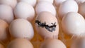 Hatching egg, chicken farm, agricultural, farming industry Royalty Free Stock Photo