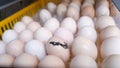Hatching egg, chicken farm, agricultural, farming industry Royalty Free Stock Photo
