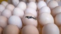 Hatching egg, chicken farm, agricultural, farming industry Royalty Free Stock Photo