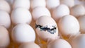 Hatching egg, chicken farm, agricultural, farming industry Royalty Free Stock Photo