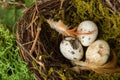 Hatching eggs in nest