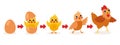 Hatching And Growing Process Of Chicken Royalty Free Stock Photo