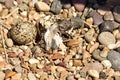 Newly hatching Killdeer chick emerging from it`s egg. Royalty Free Stock Photo