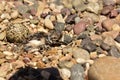 Newly hatching Killdeer chick emerging from it`s egg. Royalty Free Stock Photo