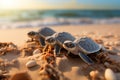 Hatching on the seaside Baby turtles break free, starting their coastal journey.