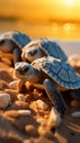 Hatching on the seaside Baby turtles break free, starting their coastal journey.