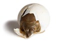 Hatching Spiny Softshell Turtle - Portrait Royalty Free Stock Photo