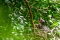 The young Taiwanese Lanxi Pies is very smart. As long as the branches and leaves move slightly, they will straighten and open thei Royalty Free Stock Photo