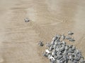 Hatchling baby green turtle chelonia mydas on a beach Royalty Free Stock Photo