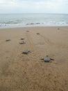 Hatchling baby green turtle chelonia mydas on a beach Royalty Free Stock Photo