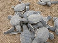 Hatchling baby green turtle chelonia mydas on a beach Royalty Free Stock Photo