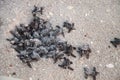 Hatchling baby loggerhead sea turtles Caretta caretta climb out