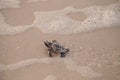 Hatchling baby loggerhead sea turtles Caretta caretta climb out