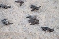 Hatchling baby loggerhead sea turtles Caretta caretta climb out