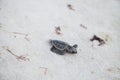 Hatchling baby loggerhead sea turtles Caretta caretta climb out