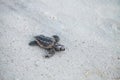 Hatchling baby loggerhead sea turtles Caretta caretta climb out