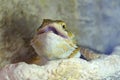 Hatchling Bearded Agama Pogona barbata basking lamp