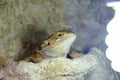 Hatchling Bearded Agama Pogona barbata basking lamp