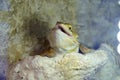 Hatchling Bearded Agama Pogona barbata basking lamp