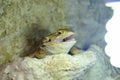 Hatchling Bearded Agama Pogona barbata basking lamp