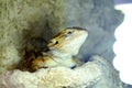 Hatchling Bearded Agama Pogona barbata basking lamp