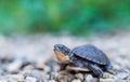 Hatchling Blanding\'s turtle
