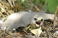 Hatchling the common kestrel Falco tinnunculus, European kestrel, Eurasian kestrel, Old World kestrel bird of prey Royalty Free Stock Photo