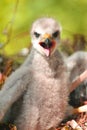 Hatchling the common kestrel Falco tinnunculus, European kestrel, Eurasian kestrel, Old World kestrel bird of prey Royalty Free Stock Photo