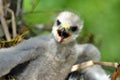 Hatchling the common kestrel Falco tinnunculus, European kestrel, Eurasian kestrel, Old World kestrel bird of prey Royalty Free Stock Photo